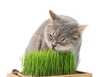 Photo of Cute cat near potted green grass isolated on white