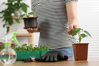 Woman taking care of seedlings in pots at wooden table in room, closeup