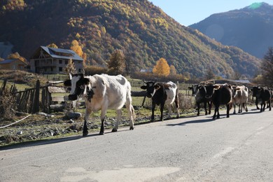 Photo of Many different cows on asphalt road in mountains