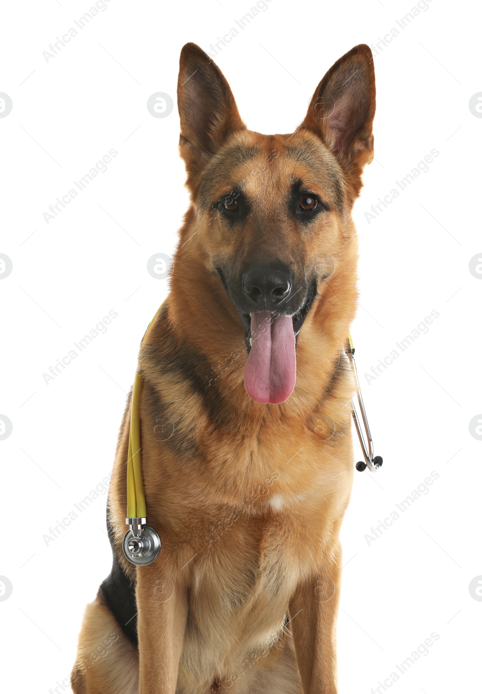 Photo of Cute dog with stethoscope as veterinarian on white background