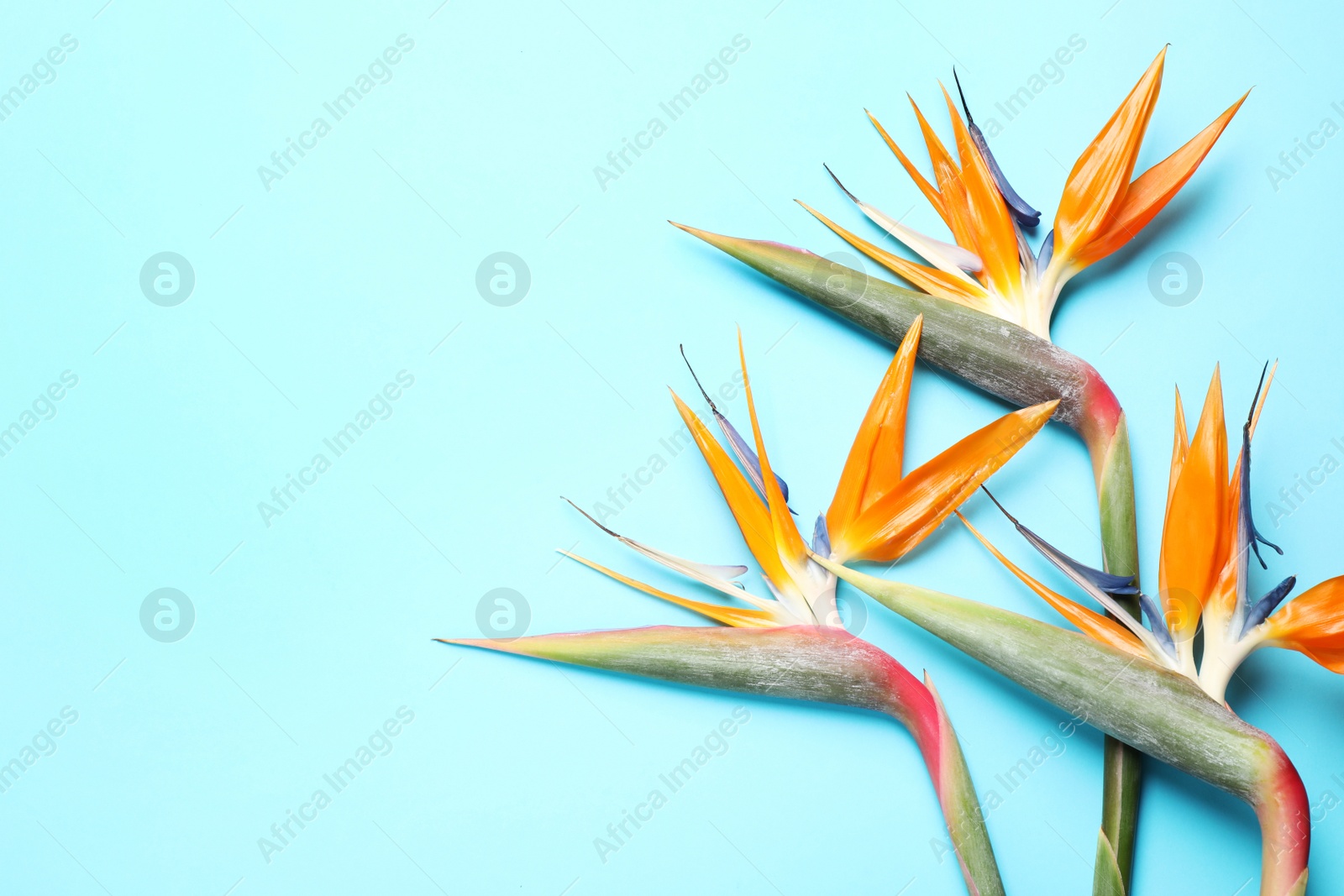 Photo of Flat lay composition with Bird of Paradise tropical flowers on light blue background, space for text