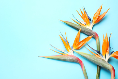 Photo of Flat lay composition with Bird of Paradise tropical flowers on light blue background, space for text