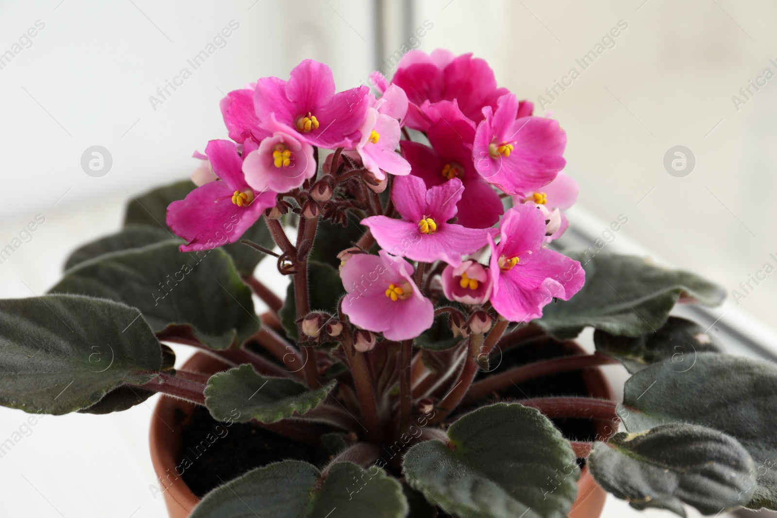 Photo of Closeup view of beautiful potted violet flowers on window sill. Plant for house decor