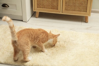 Photo of Cute cat sniffing wet spot on beige carpet at home, space for text