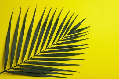 Photo of Leaf of tropical palm tree on color background, top view