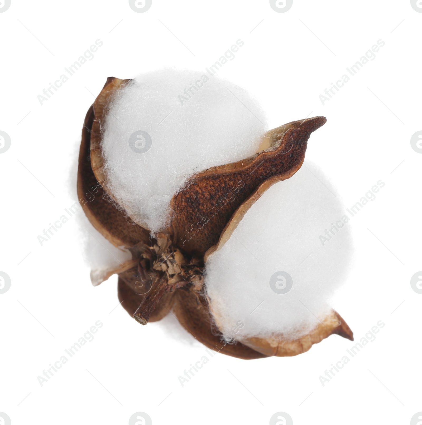 Photo of Beautiful fluffy cotton flower isolated on white