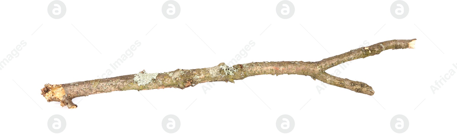 Photo of One dry tree branch isolated on white