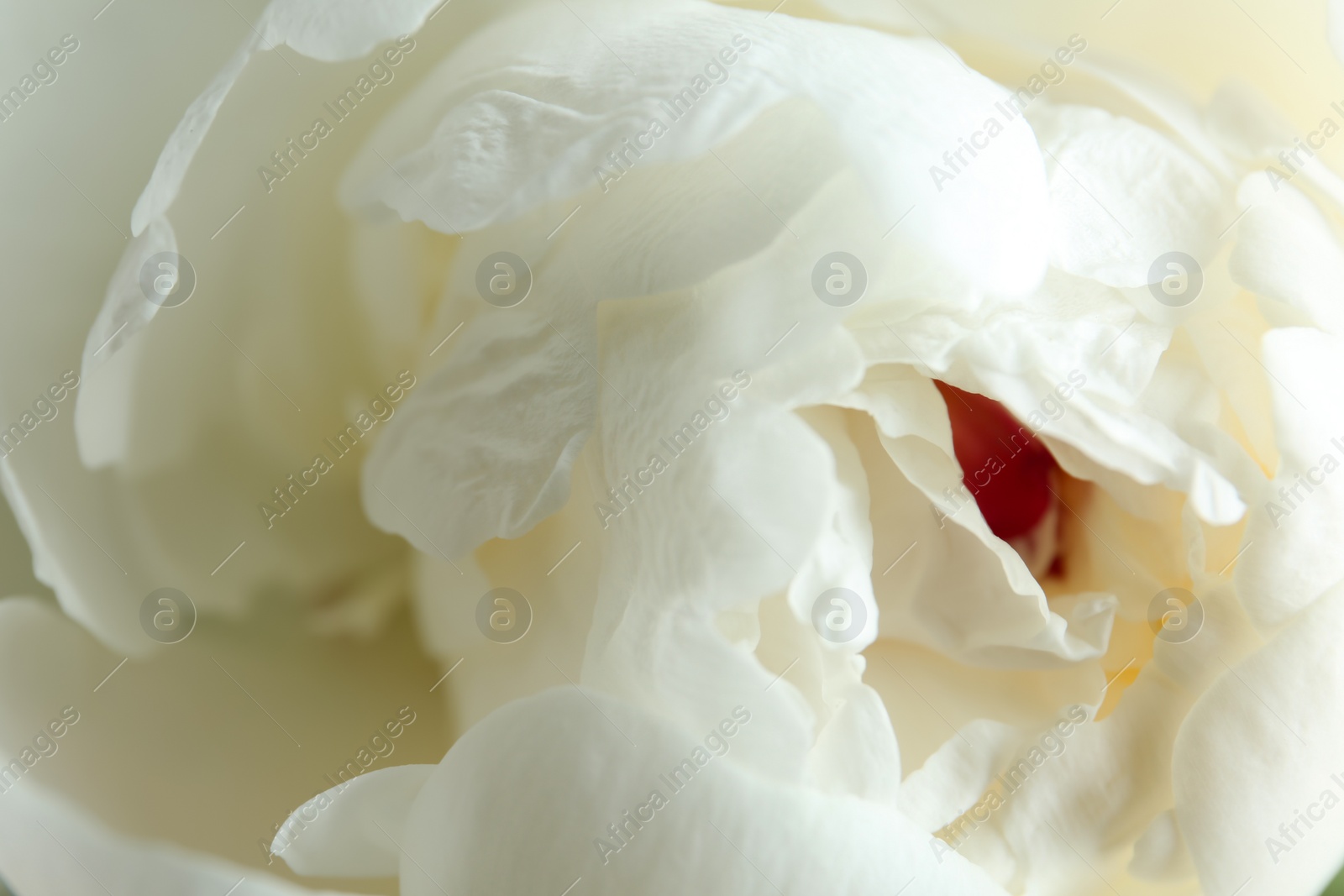 Photo of Closeup view of beautiful white peony flower