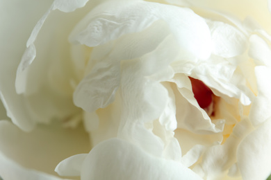 Photo of Closeup view of beautiful white peony flower