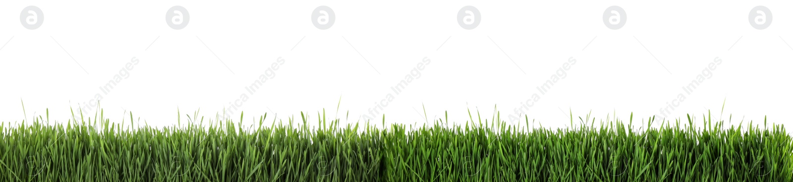 Image of Fresh green grass on white background, banner design. Spring season