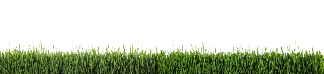 Image of Fresh green grass on white background, banner design. Spring season