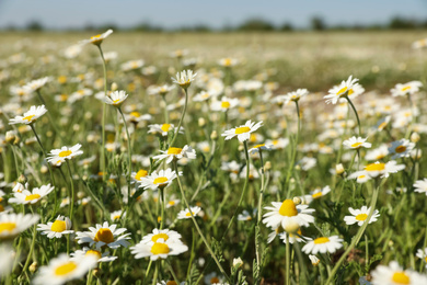 Closeup view of beautiful chamomile field on sunny day