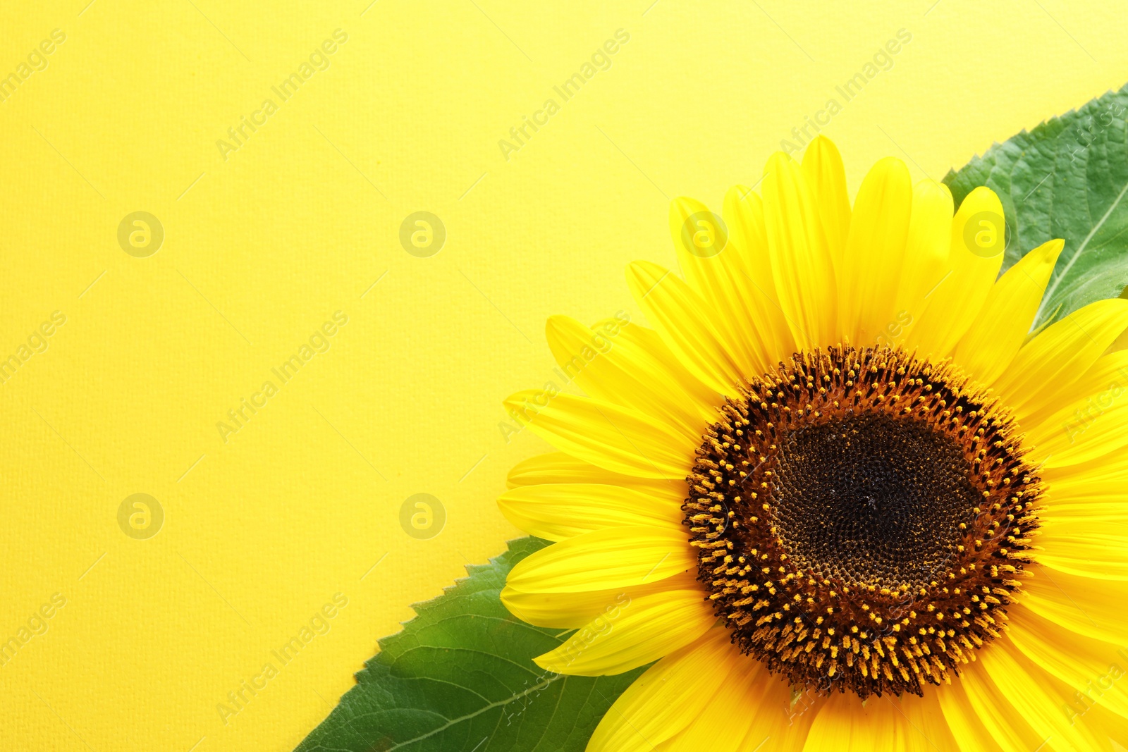 Photo of Beautiful bright sunflower on color background, top view