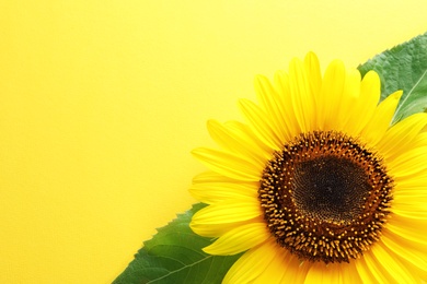 Photo of Beautiful bright sunflower on color background, top view