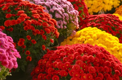 Photo of View of fresh beautiful colorful chrysanthemum flowers