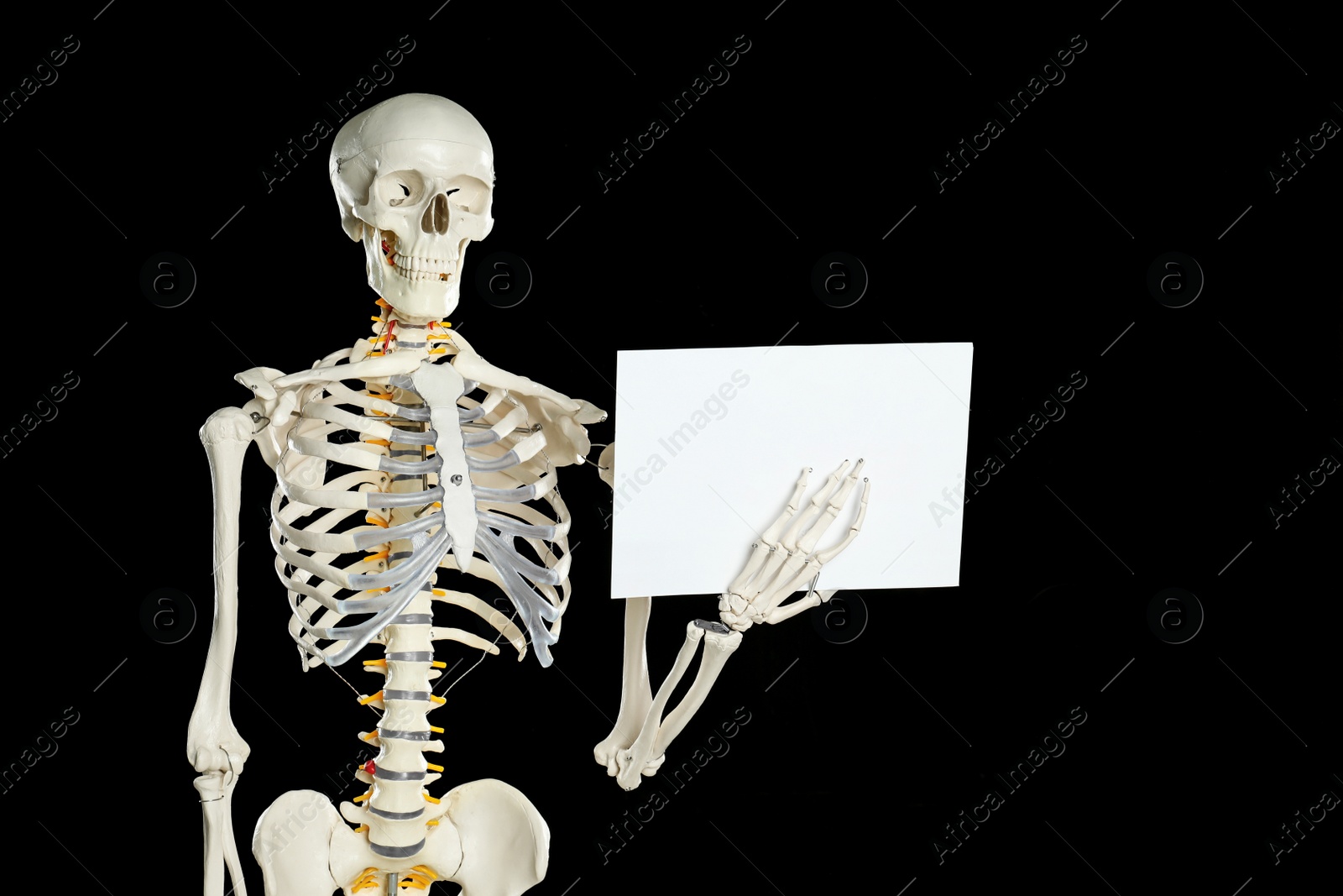 Photo of Artificial human skeleton model with blank paper sheet on black background. Space for text