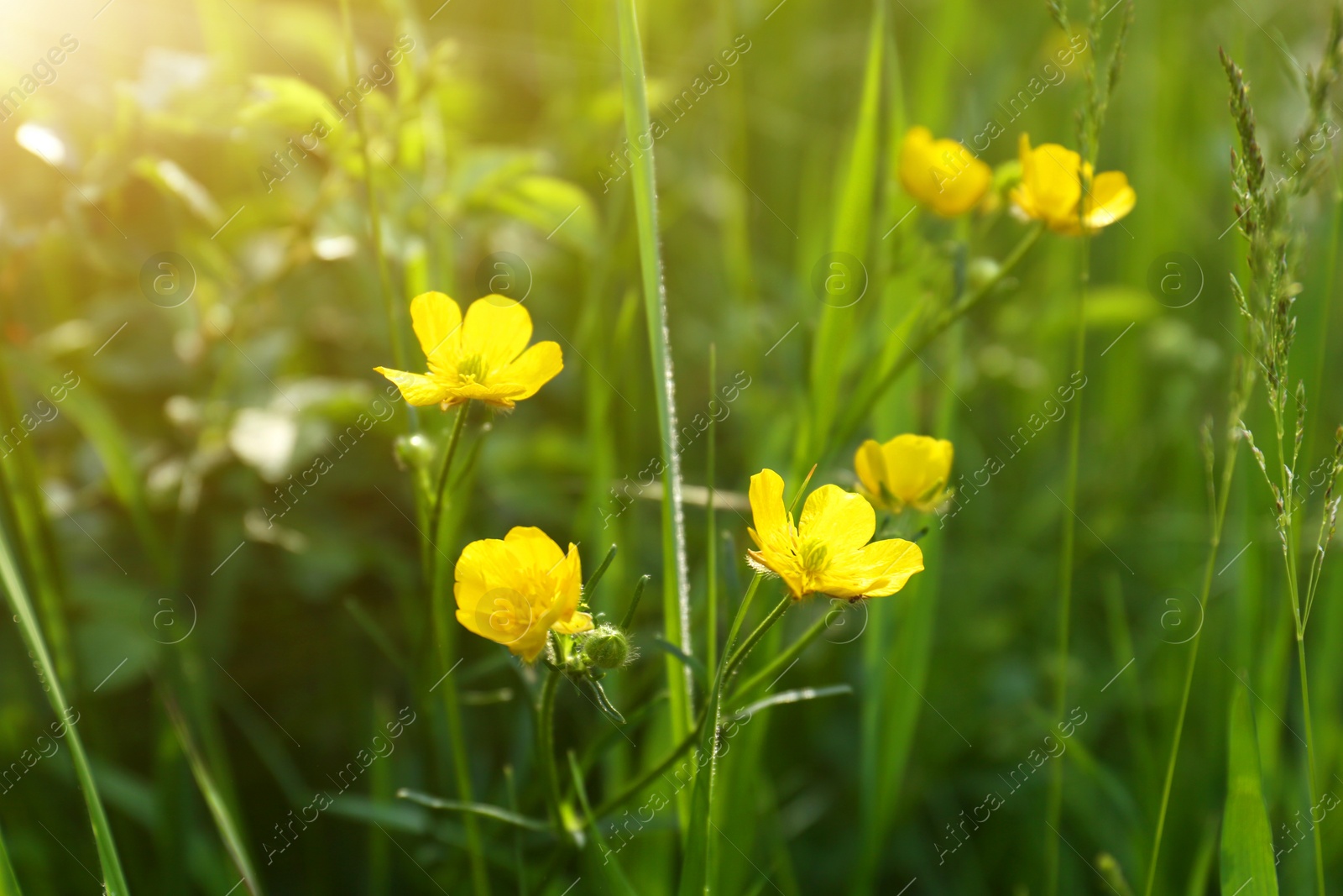 Photo of Beautiful yellow buttercup flowers growing in green grass outdoors, closeup