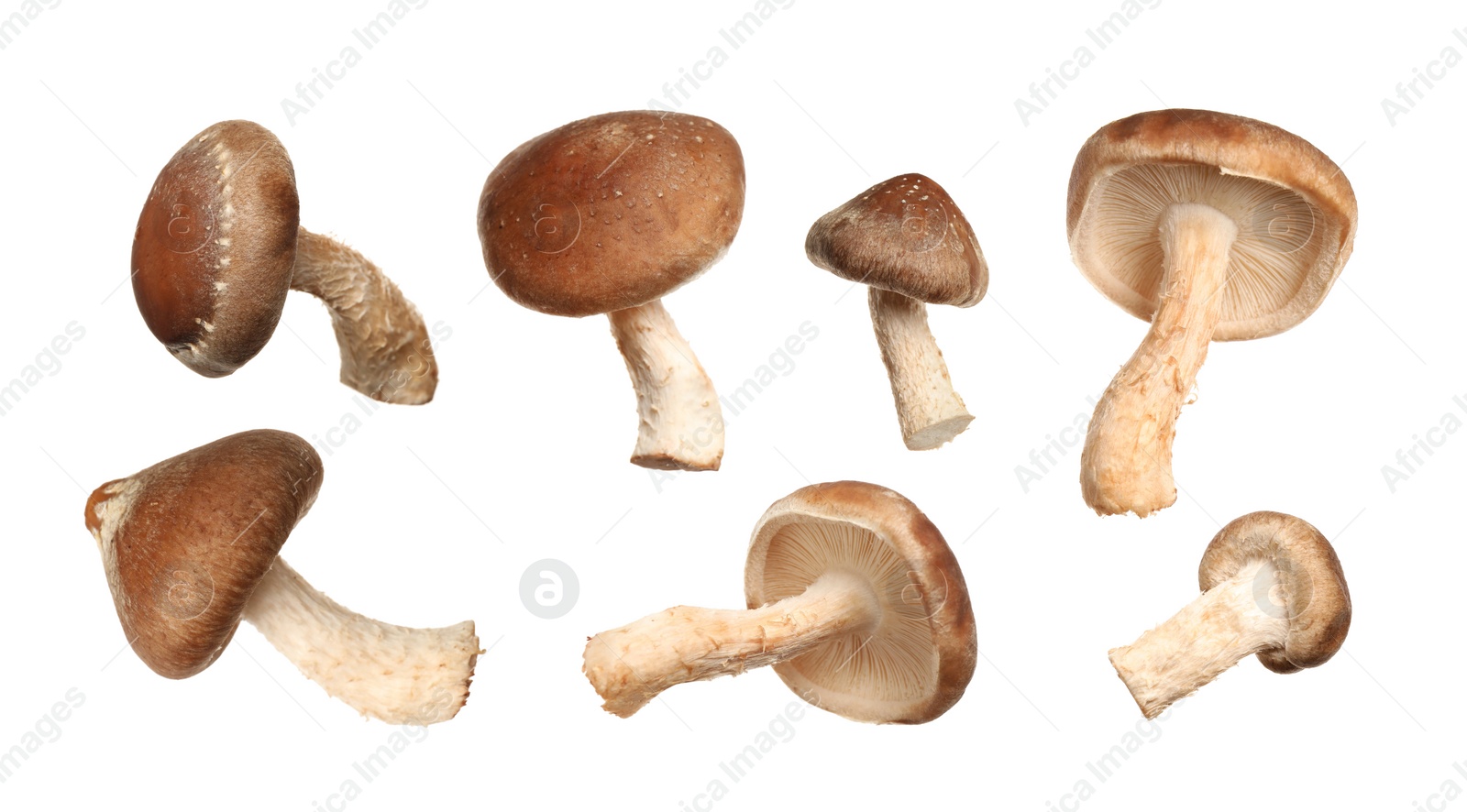 Image of Set of fresh shiitake mushrooms on white background. Banner design 