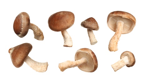 Image of Set of fresh shiitake mushrooms on white background. Banner design 