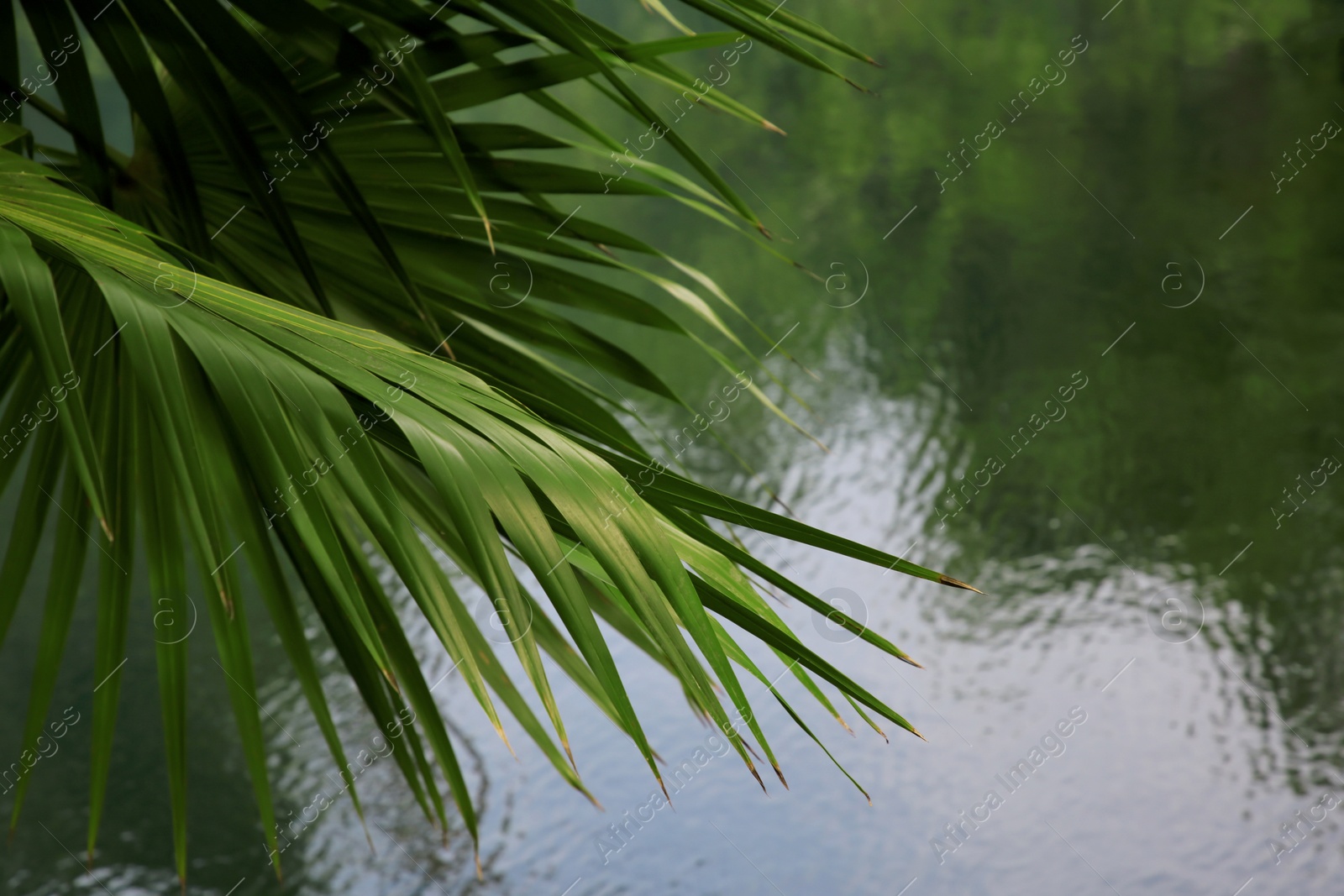 Photo of Beautiful green palm leaves above lake. Space for text