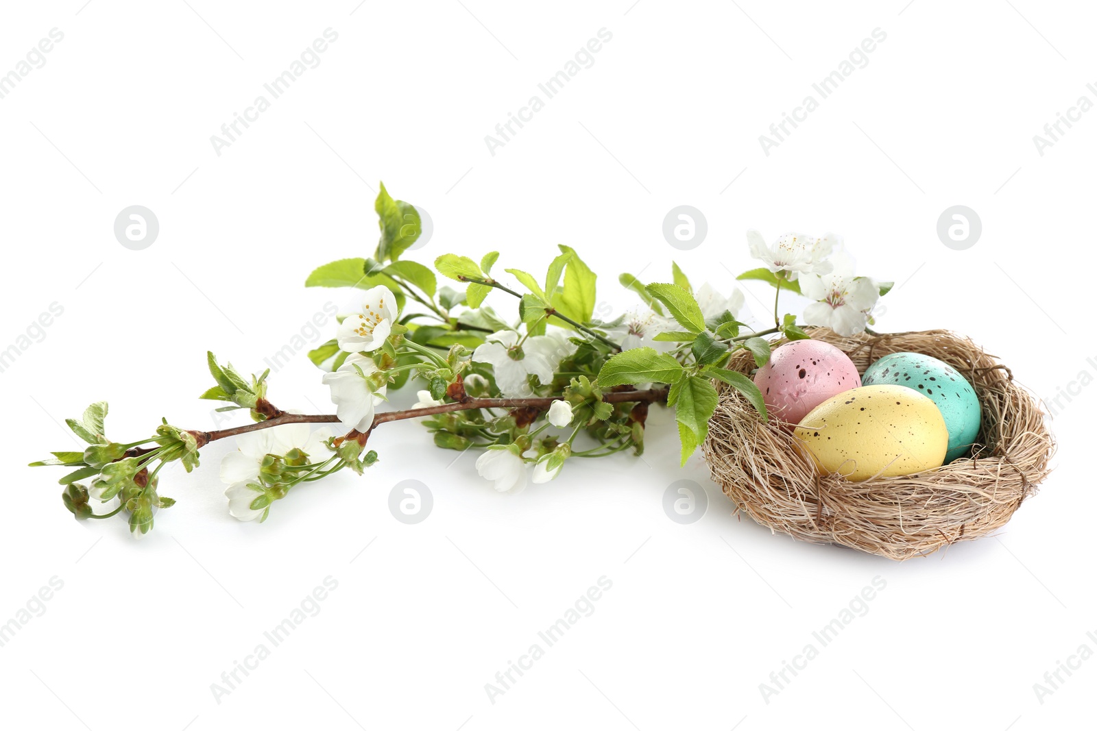 Photo of Painted Easter eggs in nest and blossoming branches on white background