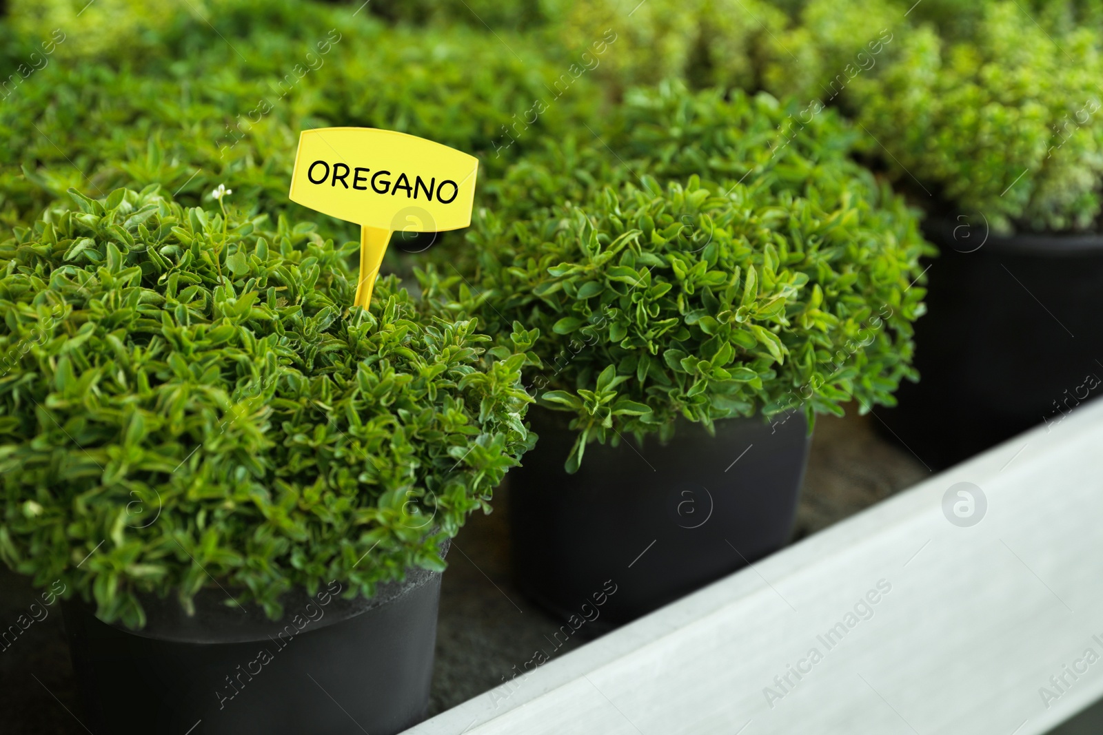 Photo of Potted green oregano plants on table, closeup