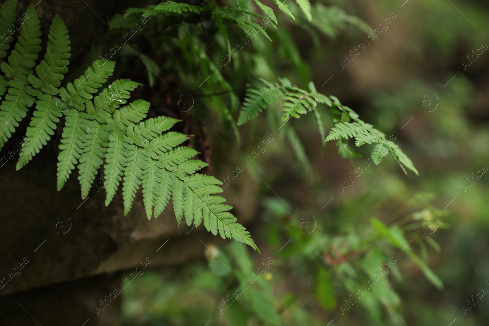 Photo of Tropical green fern leaves in wilderness, closeup. Space for text