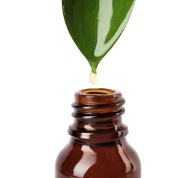 Essential oil drop falling from green leaf into glass bottle on white background, closeup
