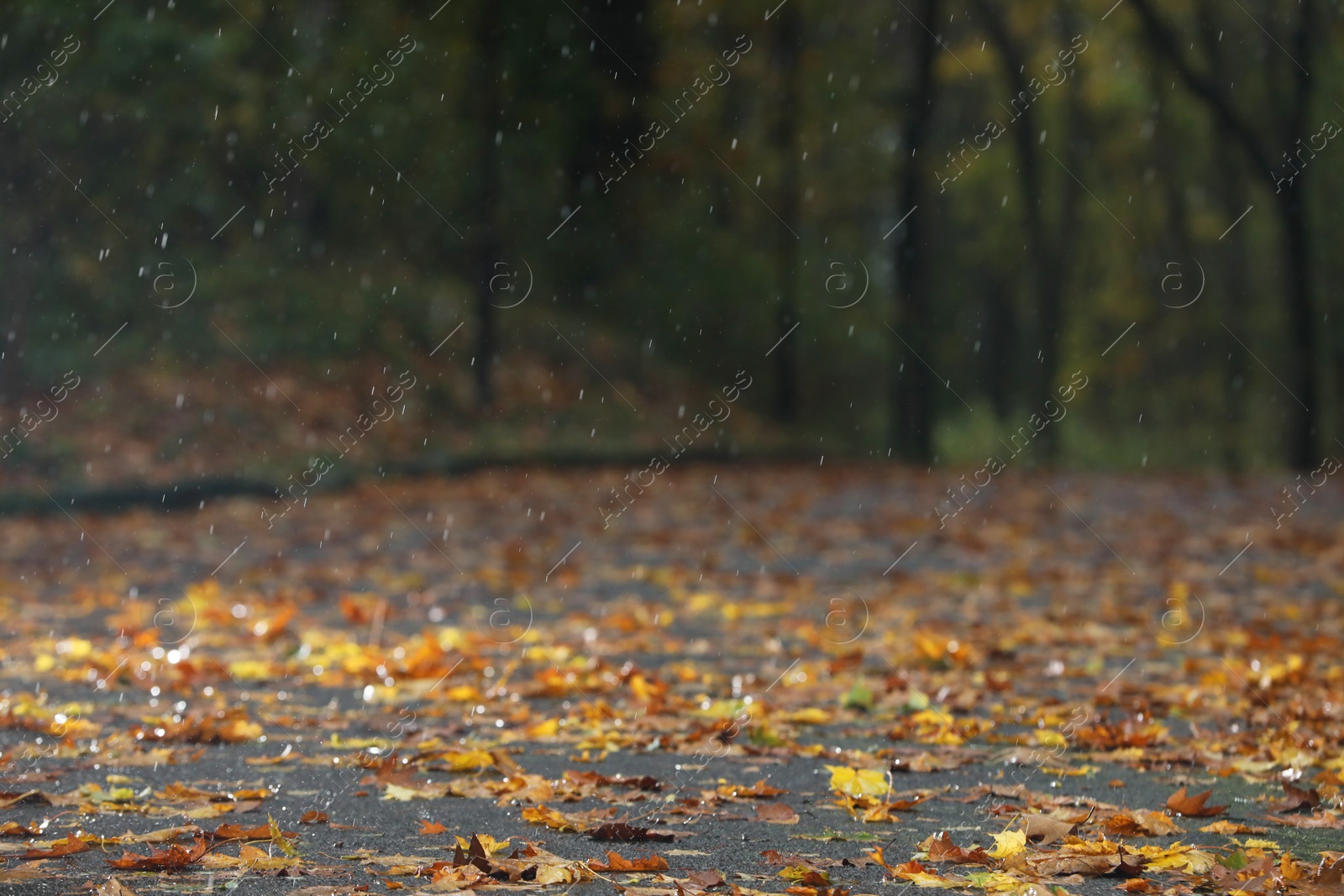 Photo of Beautiful view of pathway with fallen leaves in autumn park on rainy day, selective focus