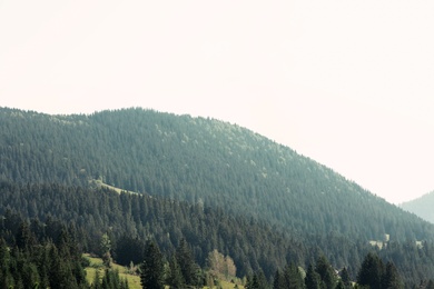 Picturesque view of evergreen forest on mountain slopes