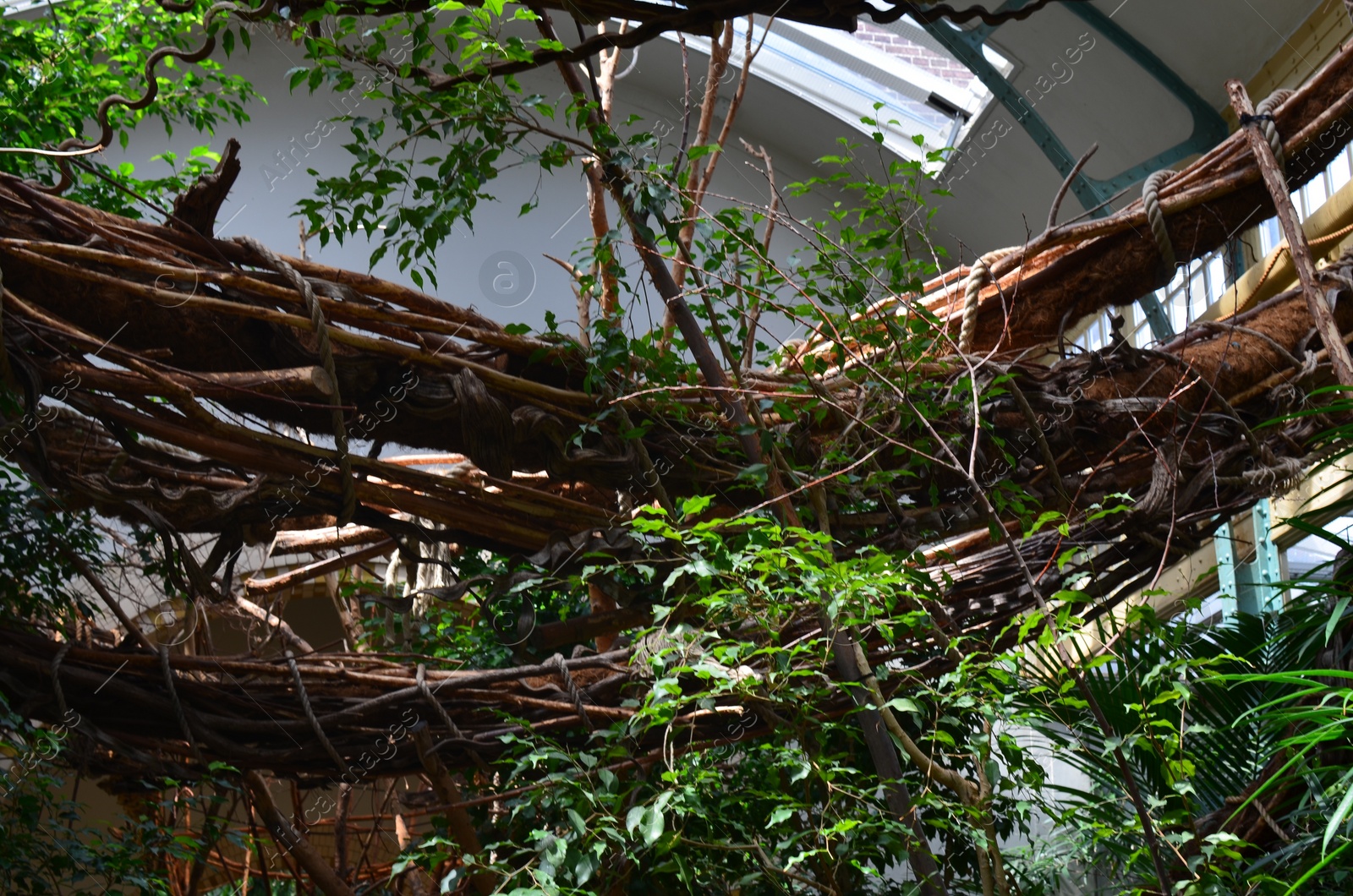 Photo of Plants with lush leaves in zoo enclosure