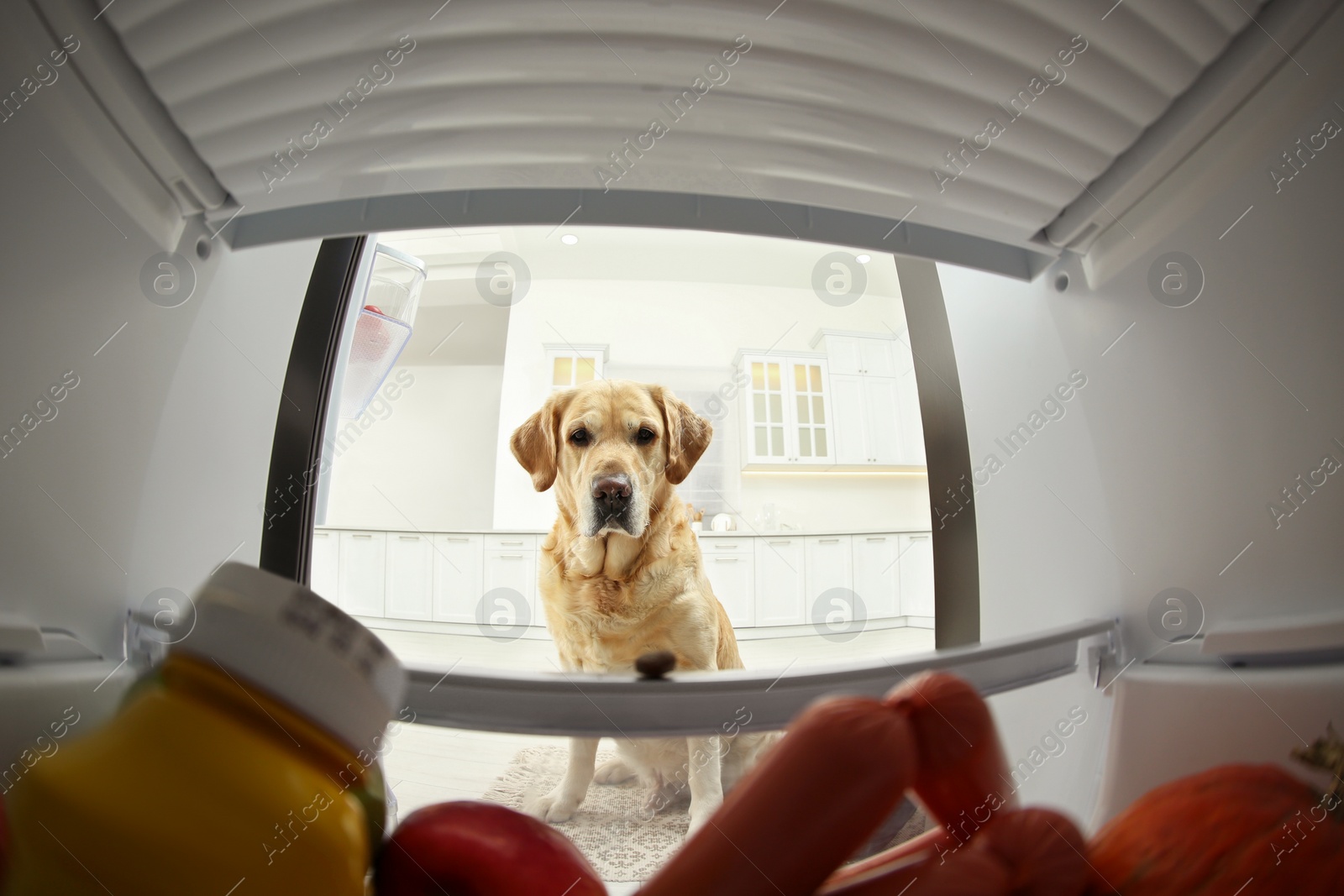 Photo of Cute Labrador Retriever seeking for food in refrigerator at home, view from inside