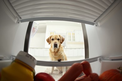 Photo of Cute Labrador Retriever seeking for food in refrigerator at home, view from inside