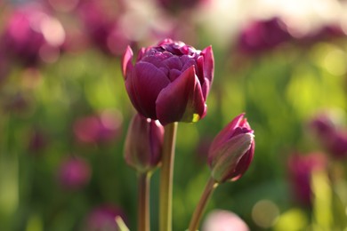 Photo of Beautiful colorful tulips growing in flower bed, closeup