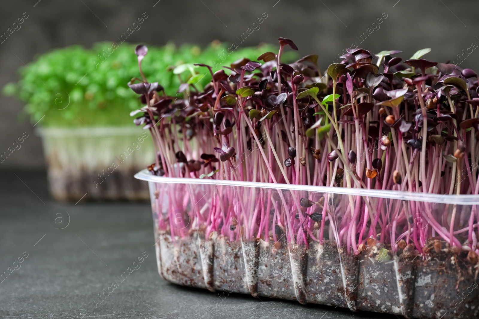 Photo of Fresh organic microgreen on grey table, closeup