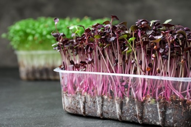 Photo of Fresh organic microgreen on grey table, closeup