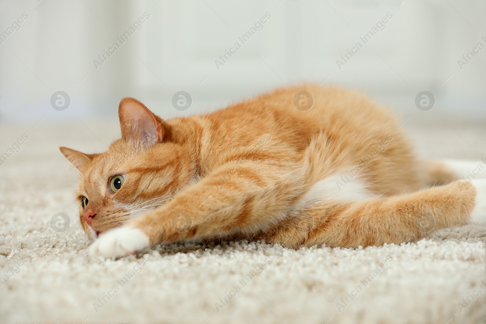 Photo of Cute ginger cat lying on carpet at home, closeup