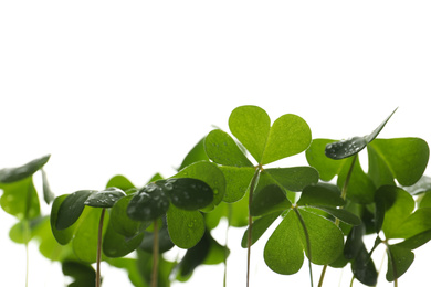 Photo of Clover leaves on white background, closeup. St. Patrick's Day symbol