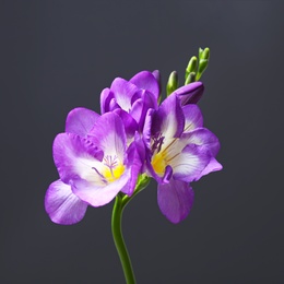 Photo of Beautiful freesia flower on dark background