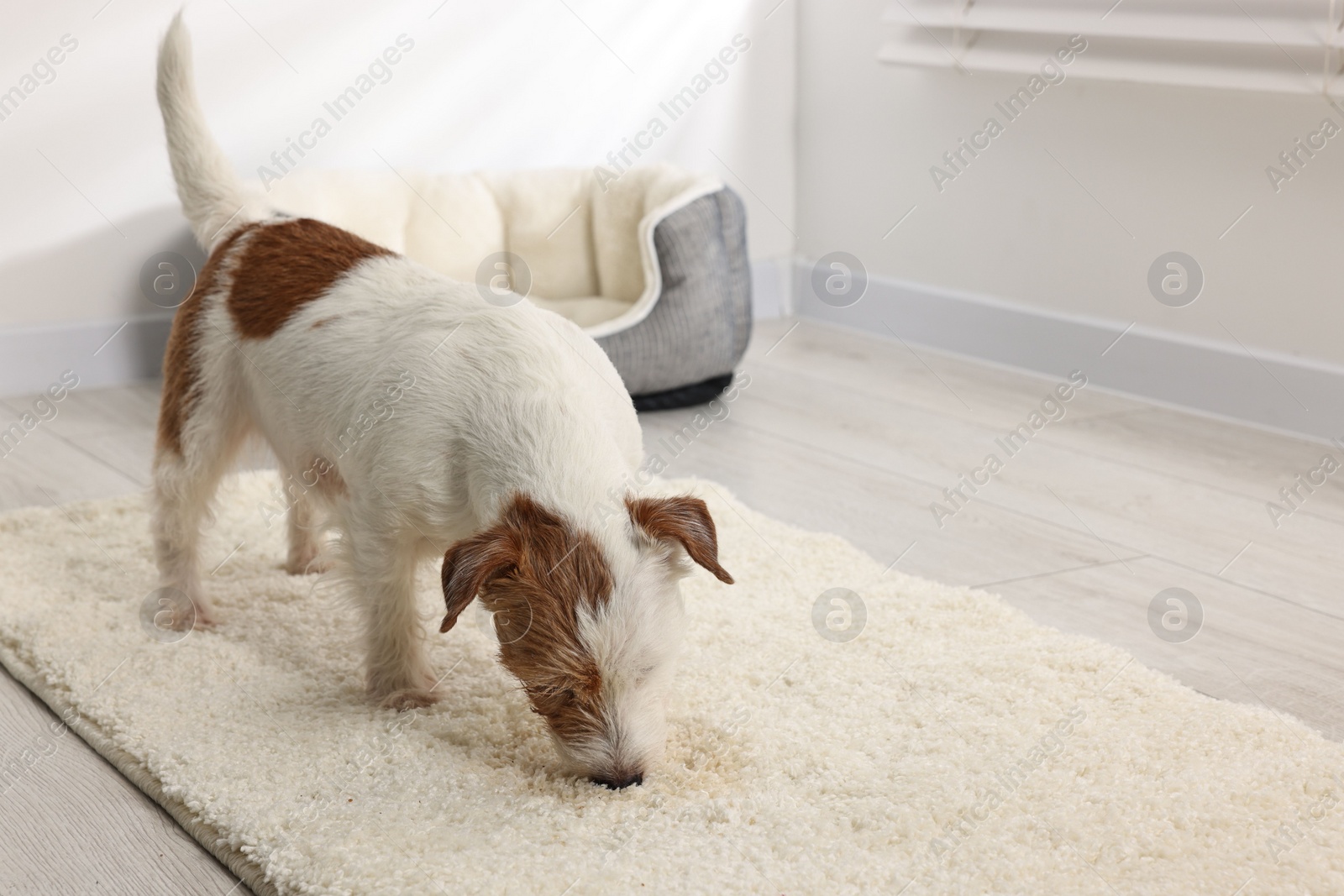 Photo of Cute dog near wet spot on rug indoors. Space for text