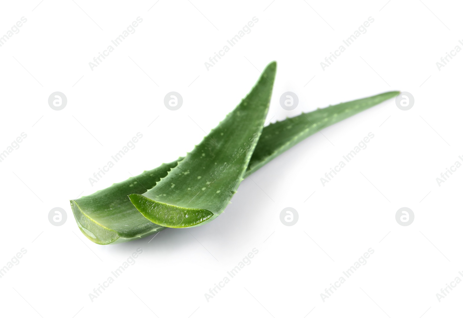 Photo of Green aloe vera leaves isolated on white