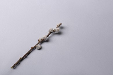 Photo of Beautiful willow branch with fuzzy catkins on light grey background, top view. Space for text
