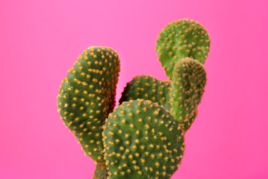 Photo of Beautiful green Opuntia cactus on pink background