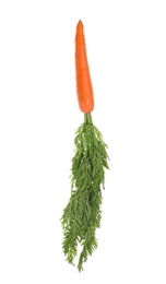 Ripe carrot with green leaves isolated on white