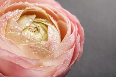 Beautiful ranunculus flower, closeup