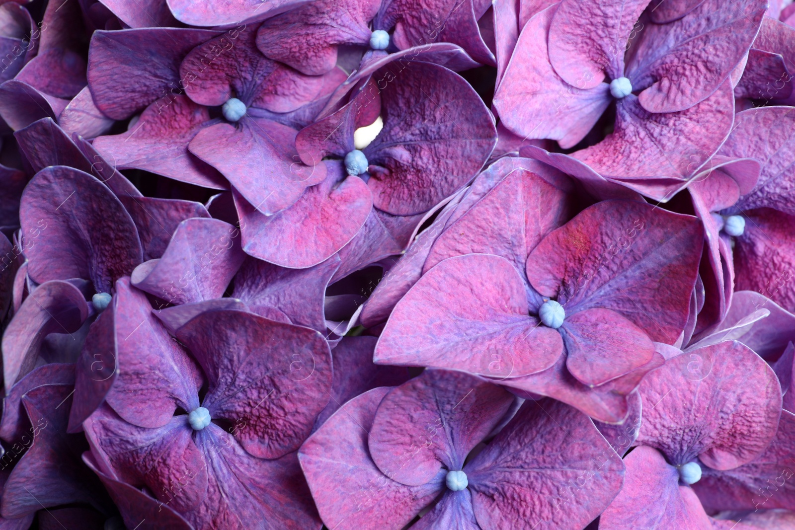 Photo of Beautiful violet hortensia flowers as background, closeup