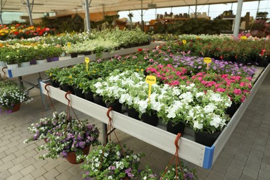 Many beautiful blooming phlox plants on table in garden center