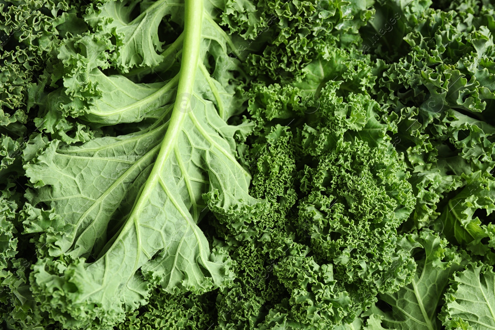 Photo of Fresh green kale leaves as background, closeup