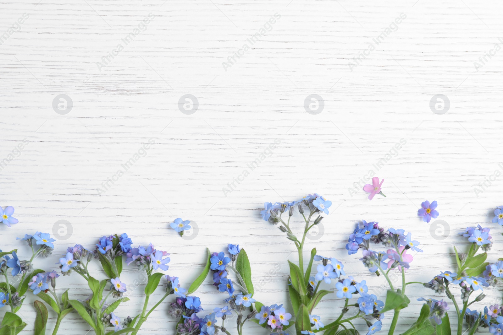 Photo of Amazing spring forget-me-not flowers and space for text on white wooden background, flat lay