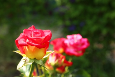 Photo of Beautiful blooming roses in garden on sunny day